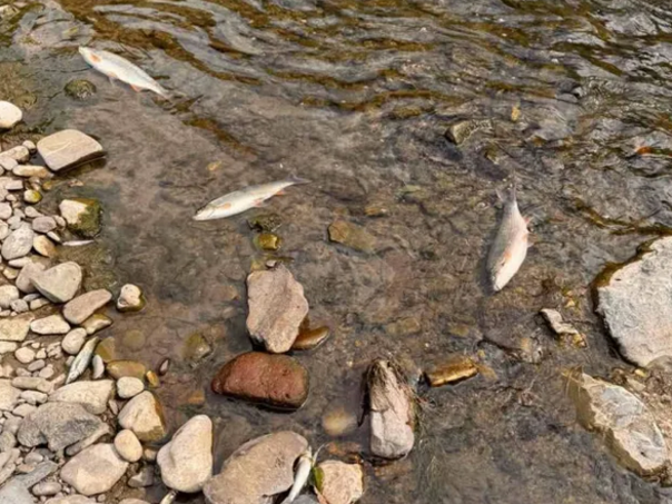 Ribari ogorčeni: Ko će odgovarati za pomor ribe u Bosni i Uni?