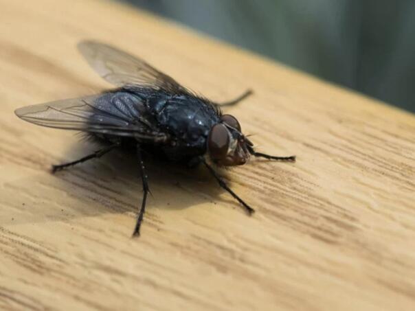 Riješite se muha uz samo jednu kuhinjsku namirnicu