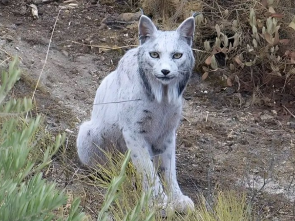 Rijetki bijeli iberijski ris snimljen u Španiji