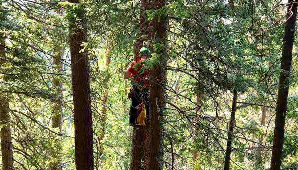Romanija: Spašen pilot paraglajdera koji je završio na drvetu