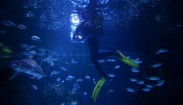 Ronioci hrane morske pse i raže u divovskom akvarijumu