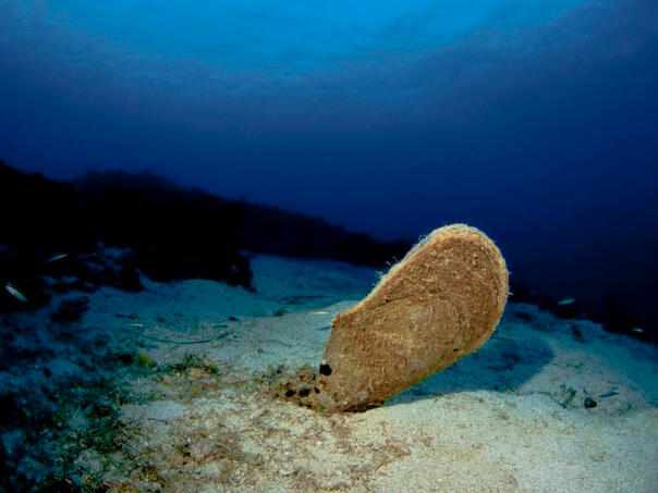 Ronite Jadranom? Ako pronađete ovu školjku, hitno prijavite!