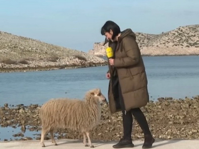 RTL-ova reporterka nasmijala prilogom s ovcom: Stvarno si bezobrazna