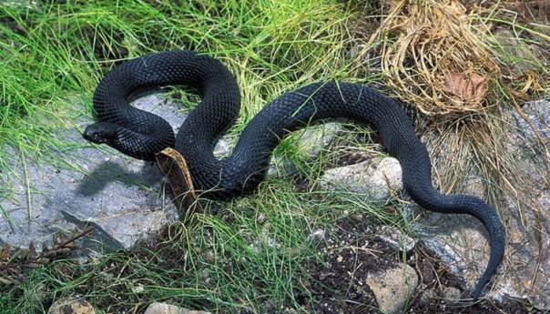 Rusija: Novi način borbe protiv korone - zmijskim otrovom