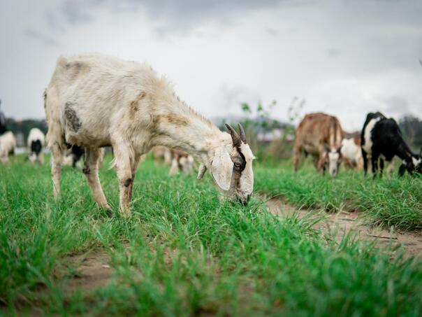 Rusija poklonila 447 koza Sjevernoj Koreji