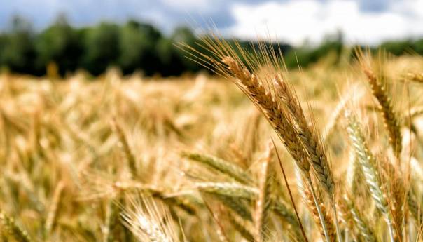 Ruski i turski izaslanici razmatraju potencijalni koridor za izvoz žitarica iz Ukrajine