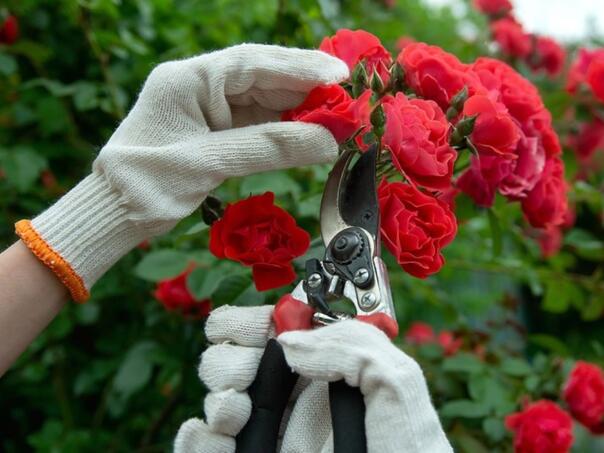 Ruže će imati veće cvjetove ako ih zalijevate ovim proizvodom iz kupatila