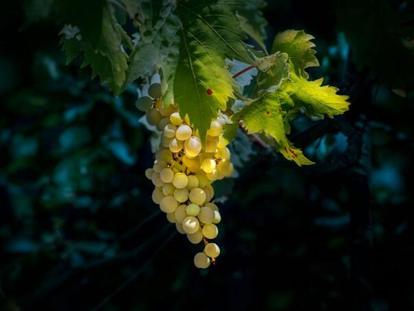Sa polica u Hrvatskoj i Sloveniji hitno se povlači bijelo grožđe