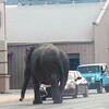 SAD: Gradskim ulicama prošetao slon, ljudi vadili mobitele da ga snime