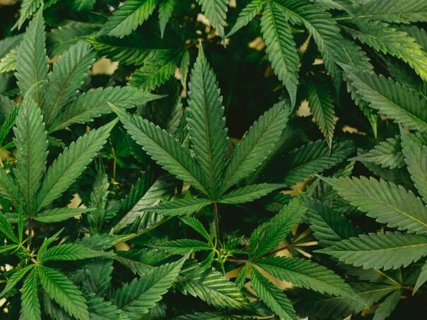 SAD sve bliže legalizaciji marihuane