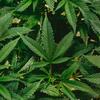 SAD sve bliže legalizaciji marihuane