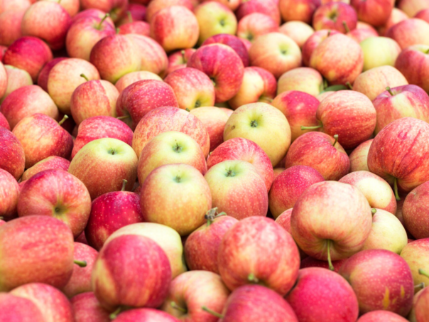 Sajam "Dani jabuke" u Goraždu okupio više od 80 izlagača iz regiona