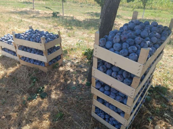 Sajam "Dani šljive" 15. i 16. septembra u Prozor/Rami