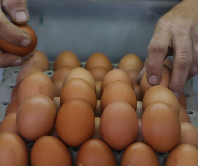Salmonela se širi Evropom? Preko 300 zaraženih zbog kontaminiranih jaja