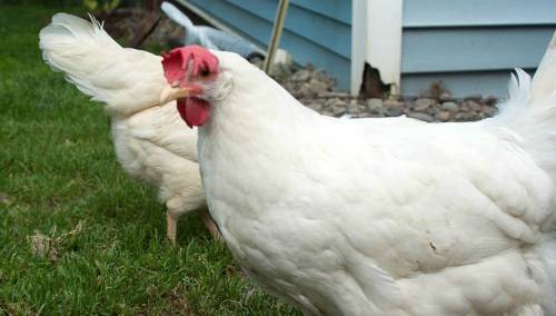 Sanitarne vlasti SAD: Nemojte ljubiti i maziti svoje kokoške