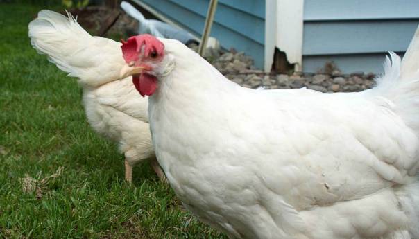 Sanitarne vlasti SAD: Nemojte ljubiti i maziti svoje kokoške
