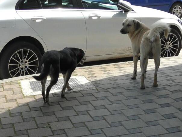 Sanski Most: Čopor pasa napao i izgrizao muškarca