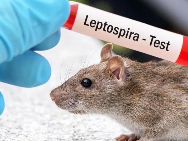 Sarajevo uskoro proglašava kraj epidemije leptospiroze