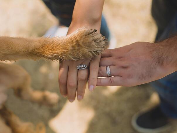 Savjeti dreserke: Šta znači kada vas pas pokušava dodirnuti šapom