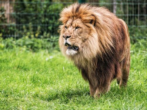 Sedam lavova ubijeno u poznatom zoološkom vrtu