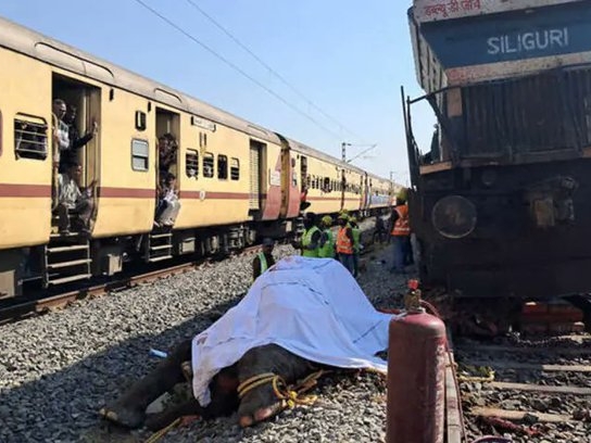 Sedam slonova poginulo u sudaru vozova u Indiji