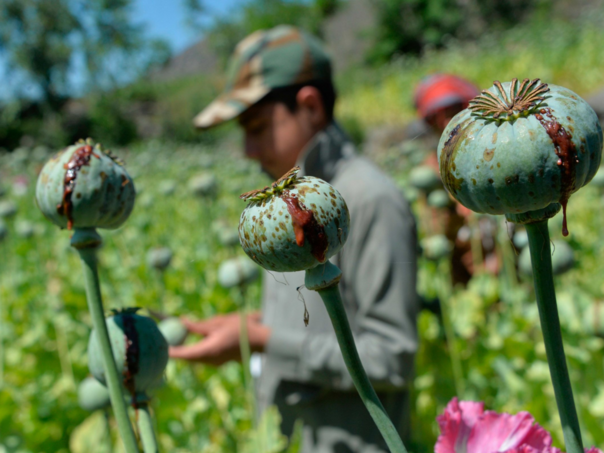 Šerijatski zakon u Afganistanu izazvao nestašicu heroina u Evropi