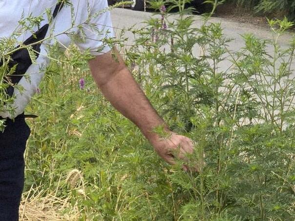 Sezona alergija u punom zamahu: Kako se zaštititi od polena ambrozije