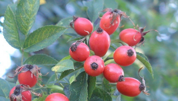 Šipurak je riznica vitamina