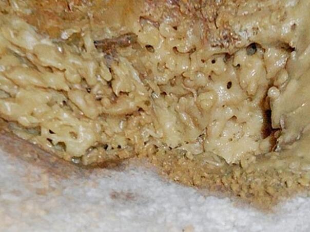 Sir s larvama najopasniji na svijetu, a na Sardiniji ga jedu stoljećima