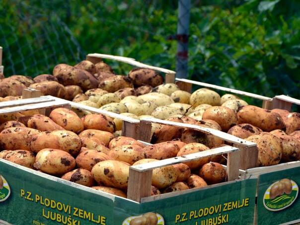 Sirijski krompir u BIH, a domaći proizvođači bore se s crnim tržištem