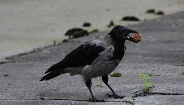 Sive vrane imaju važnu ulogu u gradskom ekosistemu