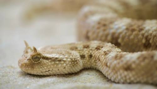 Škapur: U susretu sa zmijom obuzdati strah i zaobići je