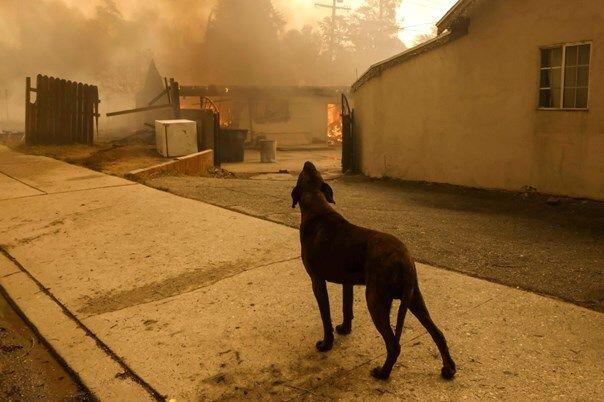 Skloništa puna životinja spašenih u požarima u Los Angelesu