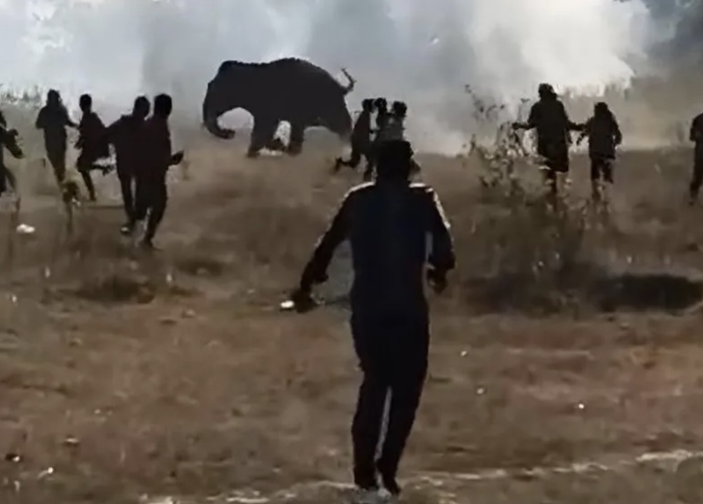 Slon u devet dana usmrtio 20 ljudi u Indiji, još ga hvataju