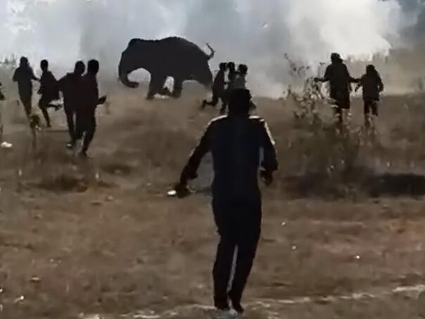 Slon u devet dana usmrtio 20 ljudi u Indiji, još ga hvataju