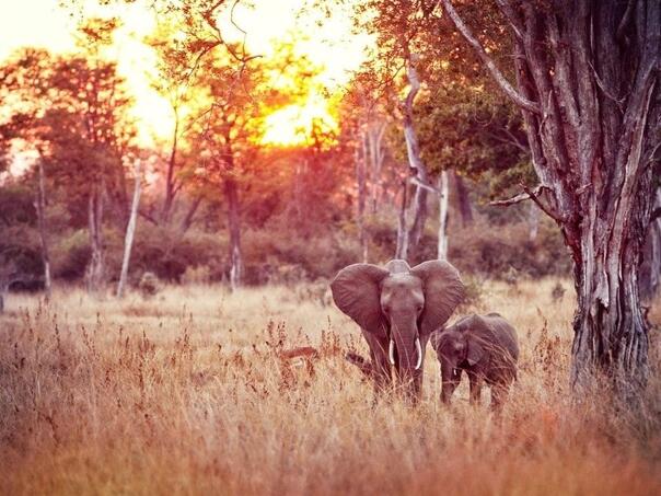 Slonica usmrtila dvije žene na safariju u Zambiji