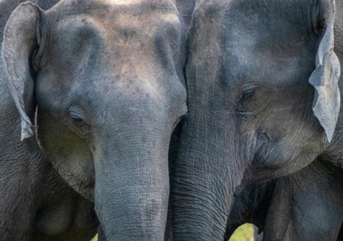 Slonovi i ljudi pozdravljaju se slično: I za jedne i druge je to vrlo kompleksna stvar