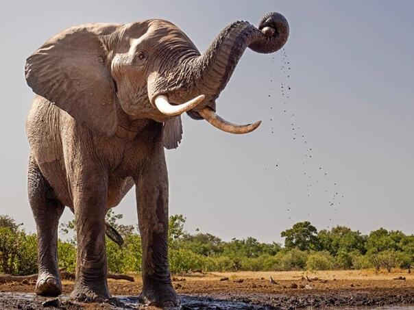 Slonovi nasmrt pregazili Španca u Africi, htio ih fotografisati