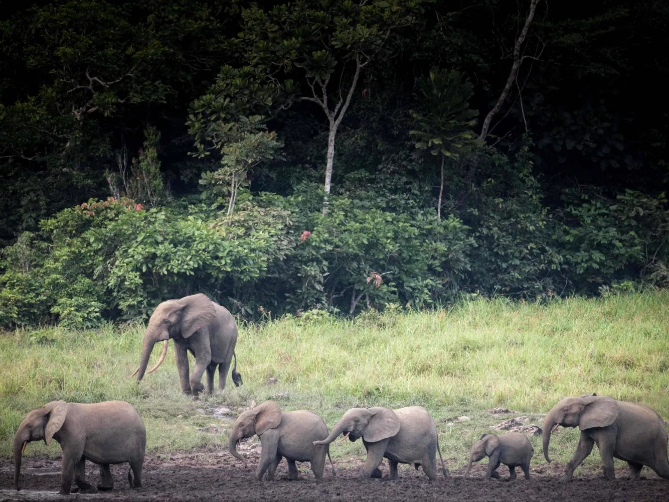 Slonovi ubili američkog milionera tokom lova u Gabonu