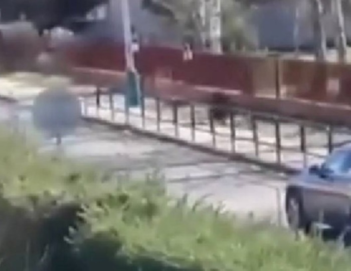 Slovačka: Dvoje ljudi završilo u bolnici nakon novog napada medvjeda