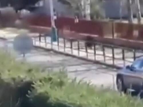 Slovačka: Dvoje ljudi završilo u bolnici nakon novog napada medvjeda