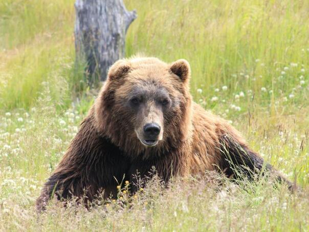 Slovačka: Medvjed napao čovjeka dok je džogirao