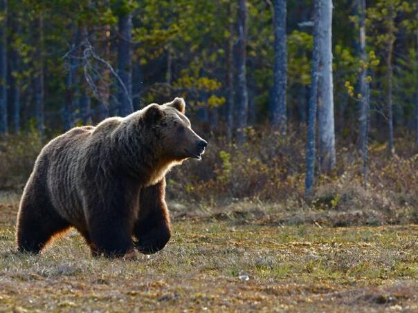 Slovačka odobrila odstrjel 350 mrkih medvjeda