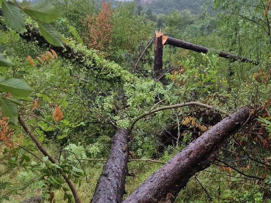 Slovenija: Olujni vjetar obarao drveće, tornado oštetio 15 objekata