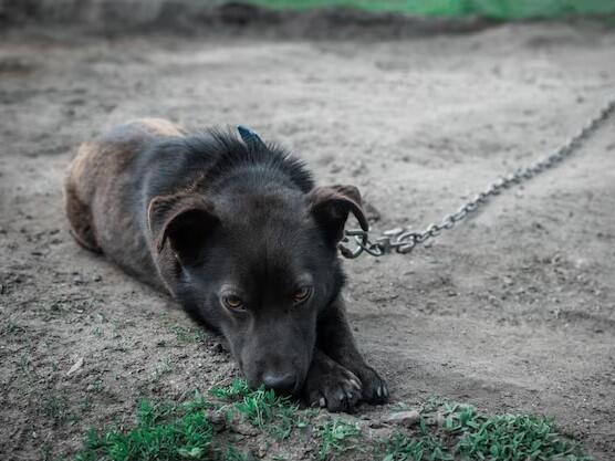 Slovenija uvodi potpunu zabranu trajnog vezivanja pasa