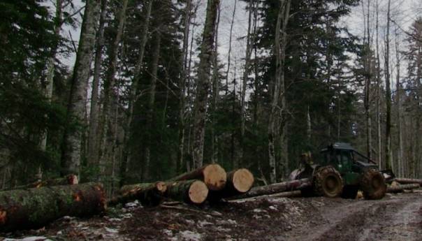 Smanjenje proizvodnje i prodaje šumskih sortimenata u FBiH