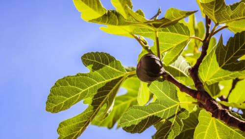 Smokve, novi brend istočne Hercegovine