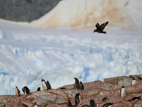 Smrtonosni soj ptičje gripe hara Antarktikom