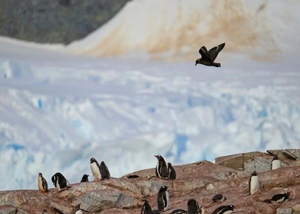 Smrtonosni soj ptičje gripe hara Antarktikom