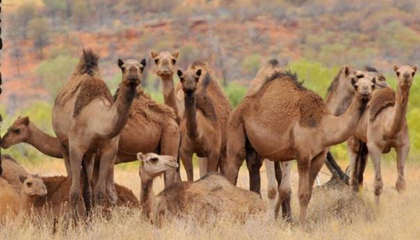 Snajperisti će odstrijeliti 10.000 divljih kamila u Australiji